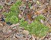 Lycopodium digitatum habit