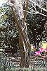 Lagerstroemia indica bark