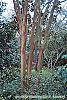 Lagerstroemia indica bark
