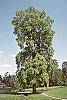 Liriodendron tulipifera habit