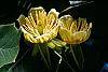Liriodendron tulipifera flowers
