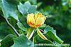 Liriodendron tulipifera flowers