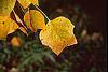 Liriodendron tulipifera fall color