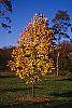 Liriodendron tulipifera fall color