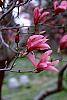 Magnolia 'Ann' flowers