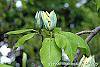 Magnolia acuminata flowers