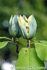 Magnolia acuminata flowers