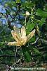 Magnolia acuminata 'Elizabeth' flowers