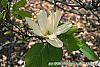 Magnolia acuminata 'Elizabeth' flowers