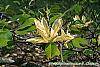 Magnolia acuminata 'Elizabeth' flowers