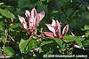 Magnolia x brooklynensis 'Evamaria' flowers