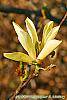 Magnolia 'Butterfly' flowers