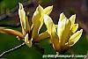 Magnolia 'Butterfly' flowers