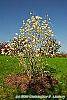 Magnolia 'Elizabeth' habit