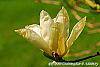 Magnolia 'Elizabeth' flowers