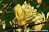 Magnolia 'Elizabeth' flowers