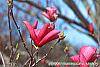 Magnolia 'Galaxy' flowers