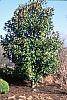 Magnolia grandiflora