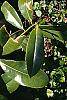 Magnolia grandiflora leaves