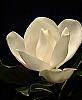 Magnolia grandiflora flowers