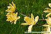 Magnolia 'Gold Star' flowers