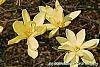 Magnolia 'Gold Star' flowers