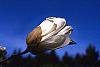 Magnolia denudata flowers