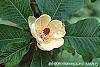 Magnolia hypoleuca flowers