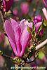 Magnolia 'Jane' flowers