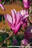 Magnolia 'Jane' flowers