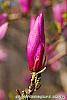 Magnolia 'Jane' flowers