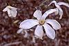 Magnolia x kewensis 'Wada's Memory' flowers