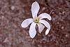 Magnolia x kewensis 'Wada's Memory' flowers
