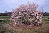 Magnolia kobus var. loebneri 'Leonard Messei' habit