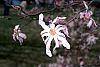 Magnolia kobus var. loebneri 'Leonard Messei' flowers