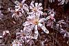 Magnolia kobus var. loebneri 'Leonard Messei' flowers