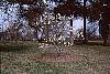 Magnolia kobus var. loebneri 'Spring Snow' habit