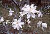 Magnolia kobus var. loebneri 'Spring Snow' flowers