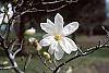 Magnolia kobus var. loebneri 'Spring Snow' flowers