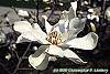 Magnolia kobus var. loebneri flowers