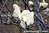 Magnolia kobus var. loebneri flowers