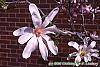 Magnolia kobus var. stellata 'Rosea' flowers