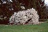 Magnolia kobus var. stellata habit
