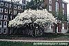 Magnolia kobus var. stellata habit