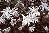 Magnolia kobus var. stellata flowers