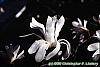 Magnolia kobus var. stellata flowers