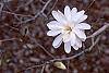 Magnolia kobus var. stellata 'Ballerina' flowers