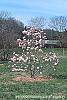 Magnolia kobus var. stellata 'Jane Platt' habit