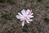 Magnolia kobus var. stellata 'Jane Platt' flowers