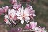Magnolia kobus var. stellata 'Jane Platt' flowers
